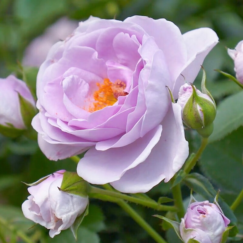 龙沙宝石月季嫁接盆栽苗 花园庭院月季花 【进口科德斯月季】海洋之心