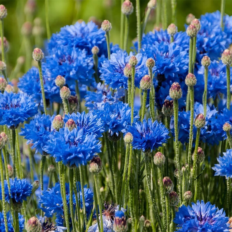 菊花种子格桑花花草种子四季易播景观花海种子250g 蓝色矢车菊250g