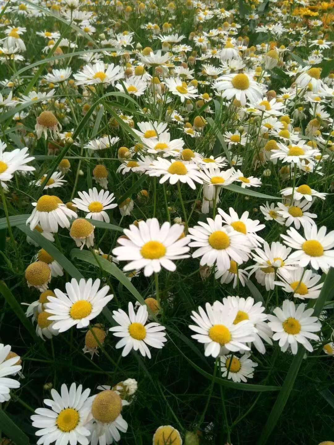 芗苒春白菊种子四季花籽种籽籽 春白菊种子一斤