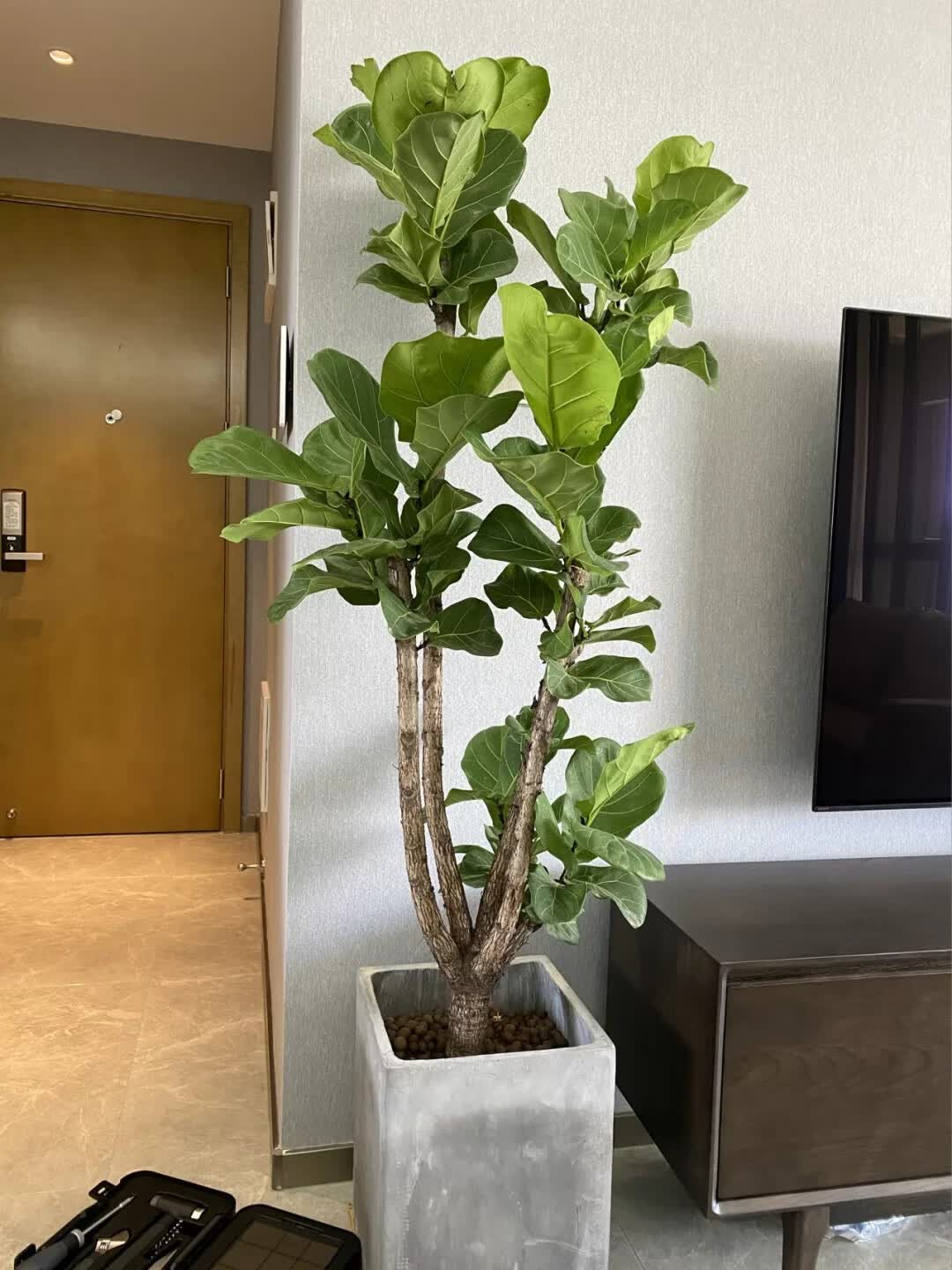 水无怜奈 琴叶榕大叶盆栽室内办公室吸甲醛北欧四季绿植棒棒糖大型