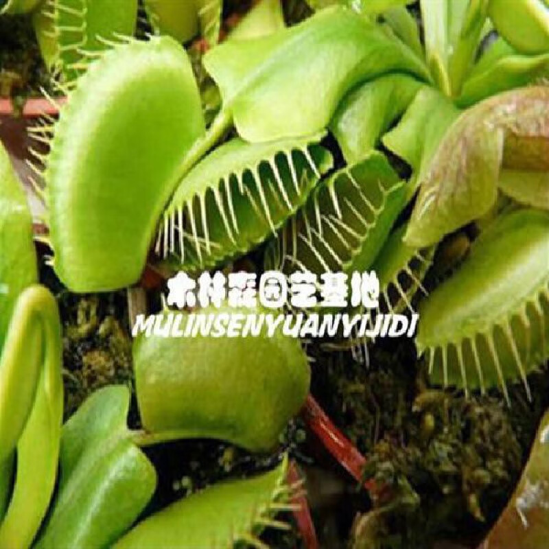 流彗捕蝇孑奸笑捕蝇的子巨型种子食人花食虫草植物室内大 鲳鱼捕蝇草