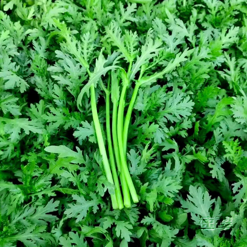 农之子(nongzhizi)茼蒿菜种子蔬菜籽种筒篙秋季 小叶茼蒿种子 30g