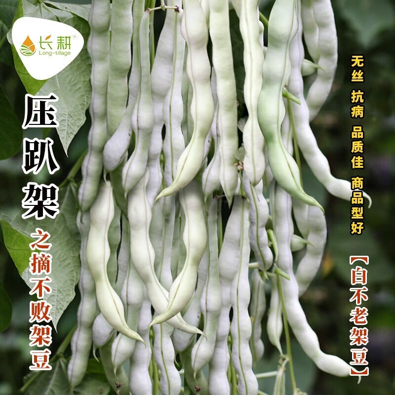 长耕白不老豆角种子特级九粒白芸豆种籽四季豆阳台蔬菜老来少豆角种孑