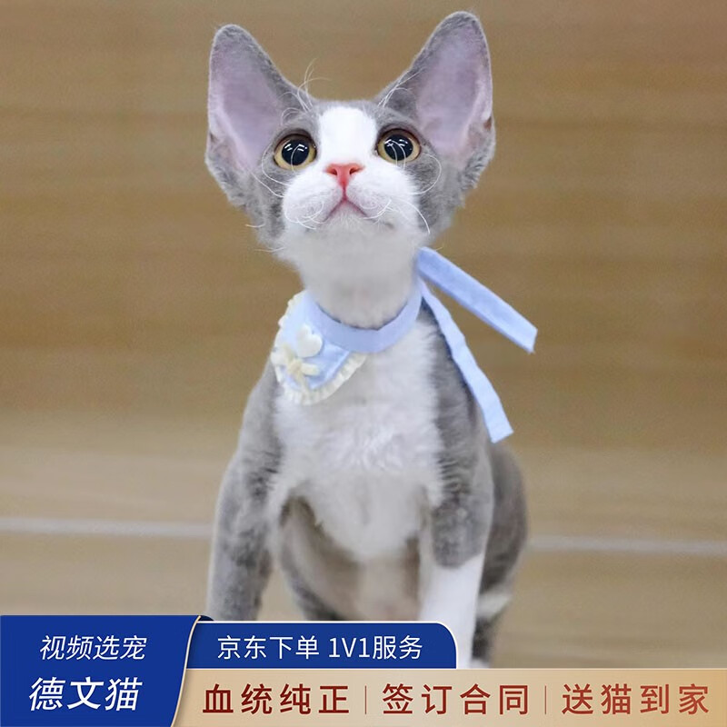 喵然心动【视频选宠】宠物猫咪活体金渐层英短布偶缅因德文辅助养猫 宠物级 【卷毛猫】高性价比高么？