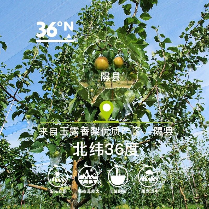 译优农正宗山西玉露香梨隰县香梨新鲜梨子脆甜薄皮大果应季水果礼盒 18枚中果超值装丨单果210-260g