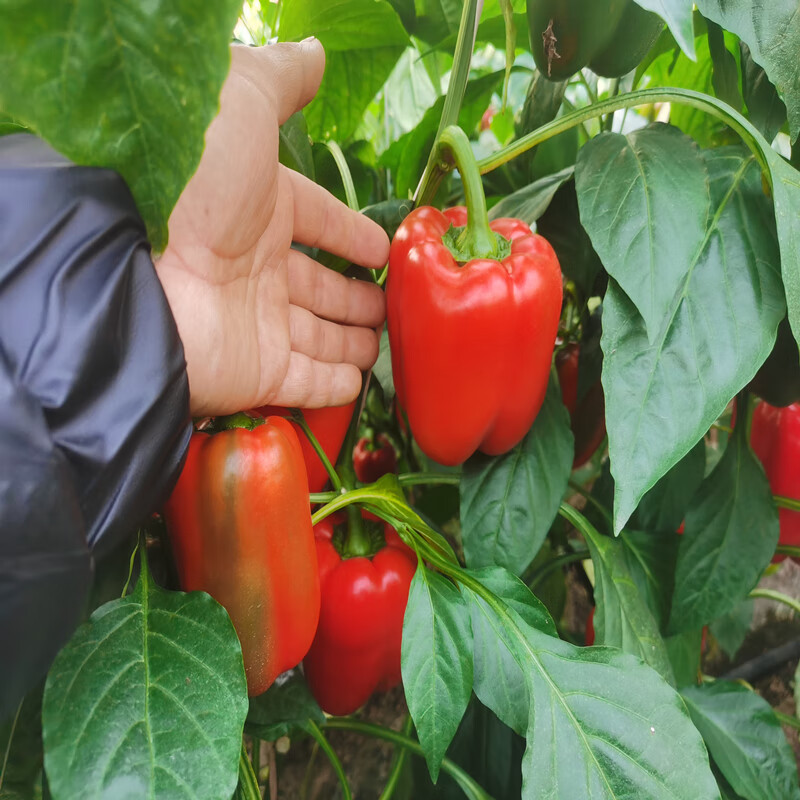 古寨山山东潍坊三色彩椒 七彩椒 青甜椒 柿子椒 新鲜蔬菜 3斤装