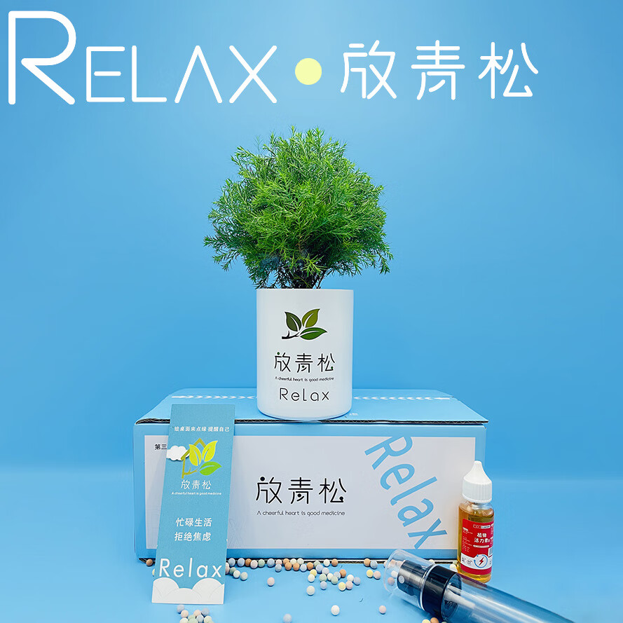放青松霧松樹植物盆栽書房景觀吸甲醛辦公室桌面綠植創(chuàng)意送禮物 青松標(biāo)準(zhǔn)款