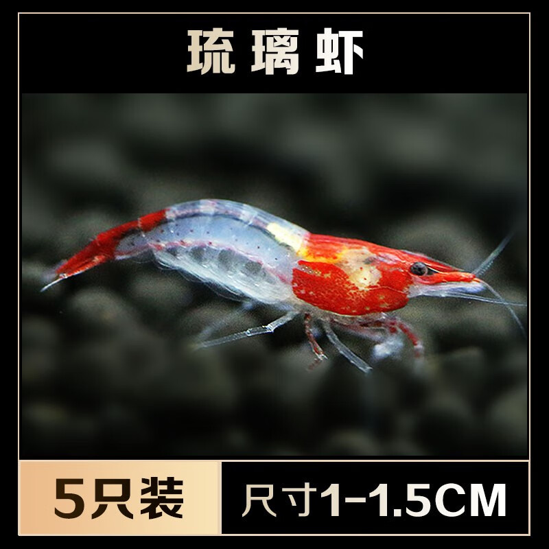 金背黄金米香吉士大河藻蓝丝绒红白黑白虎纹巧克力虾 成虾:琉璃虾(1-1