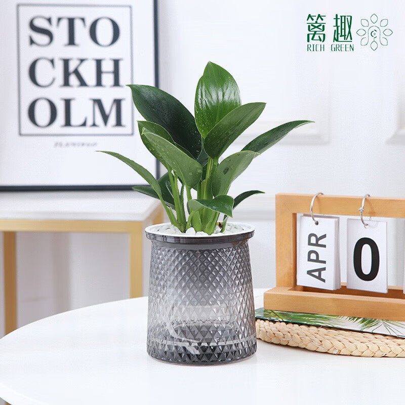 哪个App有绿植盆栽价格曲线|绿植盆栽价格比较