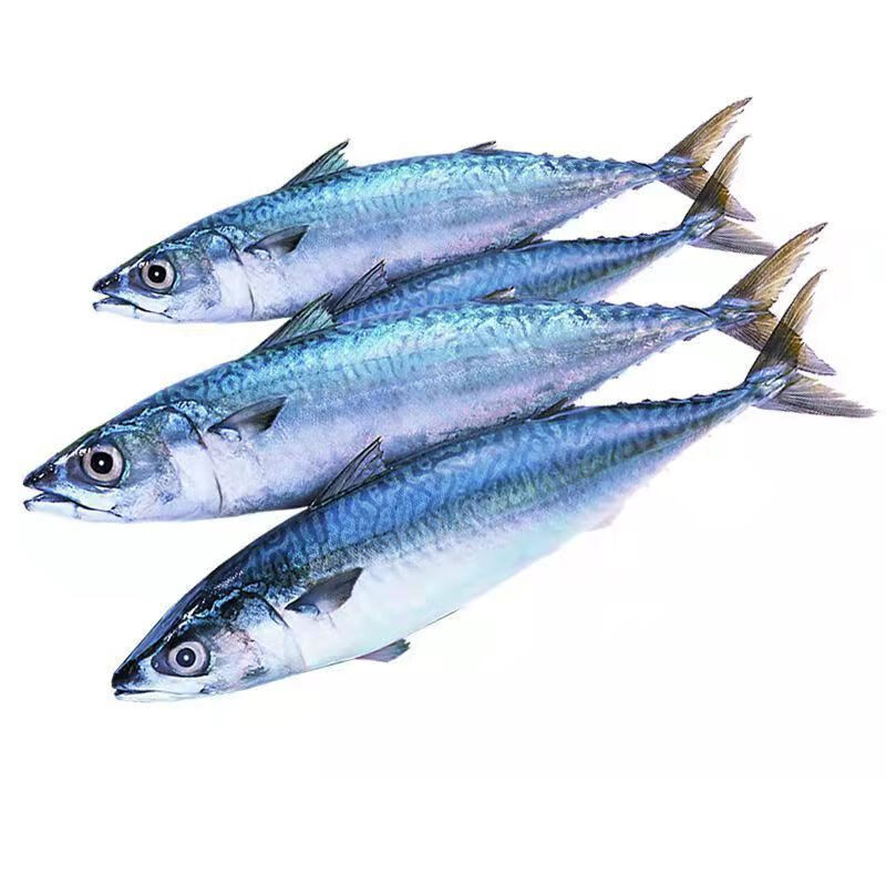 青鱼鲅鱼青占鱼新鲜鲅鱼特大青花鱼青条鱼深海鲐鲅鱼海鲜鱼类 3斤装