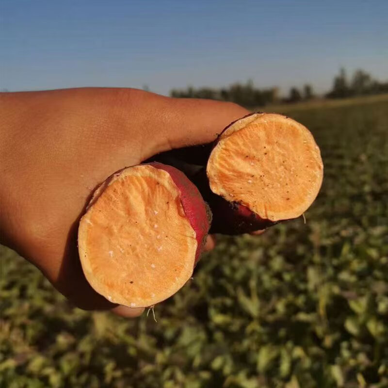 新疆天山香薯 蜜薯红薯地瓜山芋 新鲜蔬菜  精选 5斤礼盒装