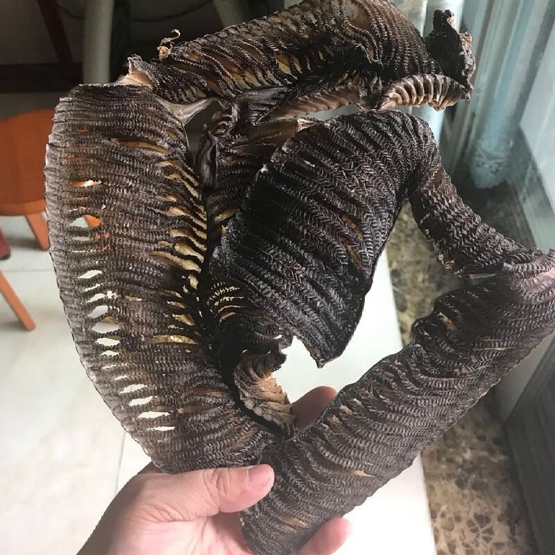 愚港鹏鱼彭鱼鳃特大号深海鱼鳃干货海产品腮部足干虾彭腮 【中大】100