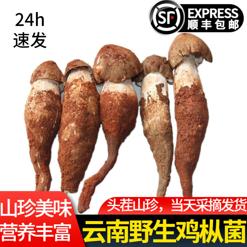星云湖【现货顺丰】云南野生鸡枞菌 新鲜菌菇蘑菇名菌山珍时令中秋送礼 开伞鸡枞菌(适合炸油鸡枞)4斤
