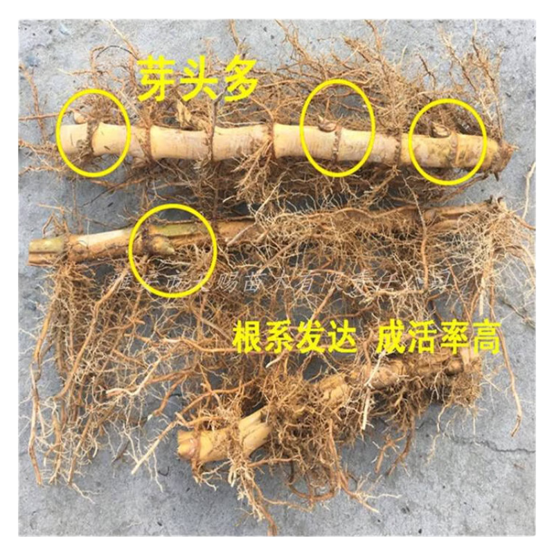 耘庭竹子根苗 紫竹芽 竹芽金镶玉竹 紫竹根 青竹根 竹子盆栽竹鞭竹根