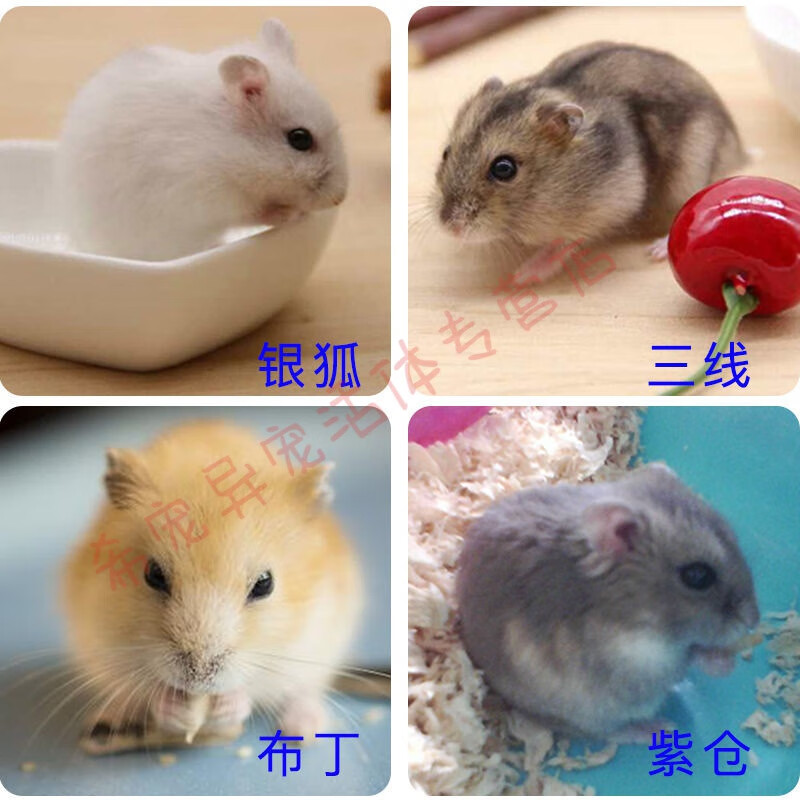 仓鼠类(品种随机) 性别:母