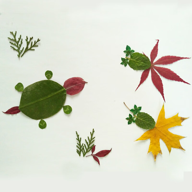 塑封膜植物标本制作透明膜押花叶子防潮树叶手工粘贴过塑膜s1961礼品