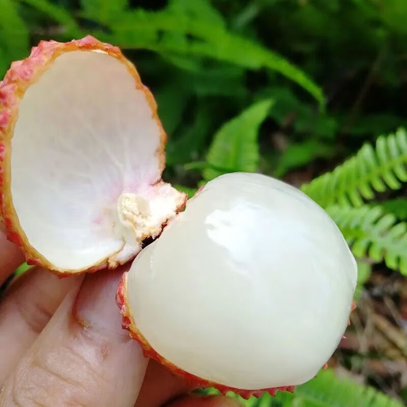 鲸咚亿农【顺丰冷链】海南妃子笑荔枝新鲜荔枝水果当季孕妇水果礼盒 3斤精选【顺丰冷链】净重2.8斤