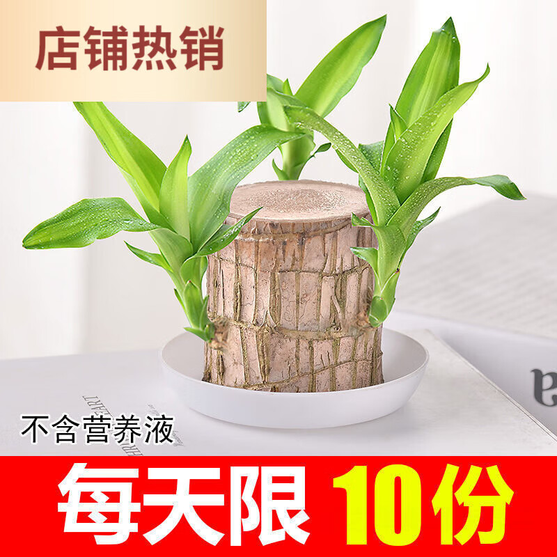 水养幸运木格鲁特水培带盆栽可发芽办公室内桌面好养绿植物 巴西木