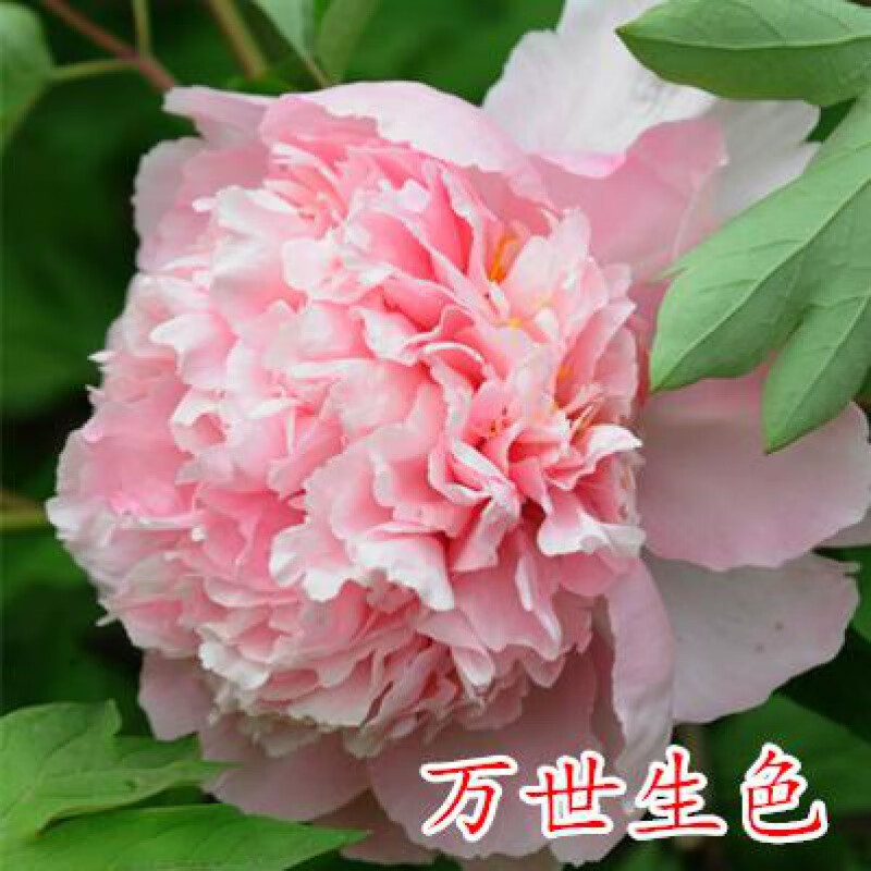 波思菊牡丹花种籽子 牡丹种子 牡丹花种子 牡丹花子种 洛阳 四季开花