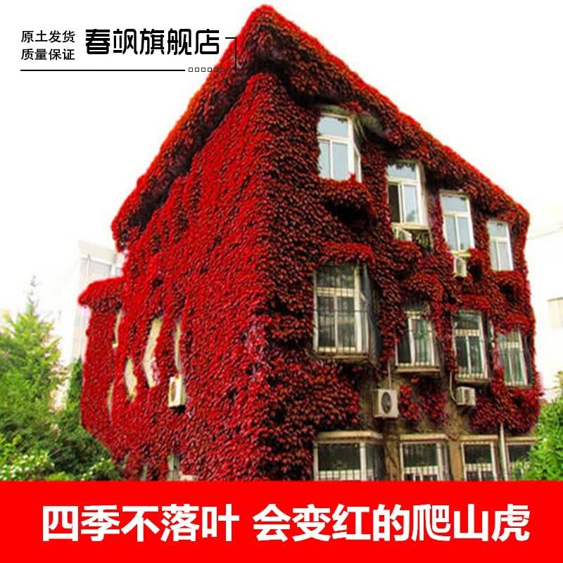 三叶爬山虎(四季常青会变红) 2年苗
