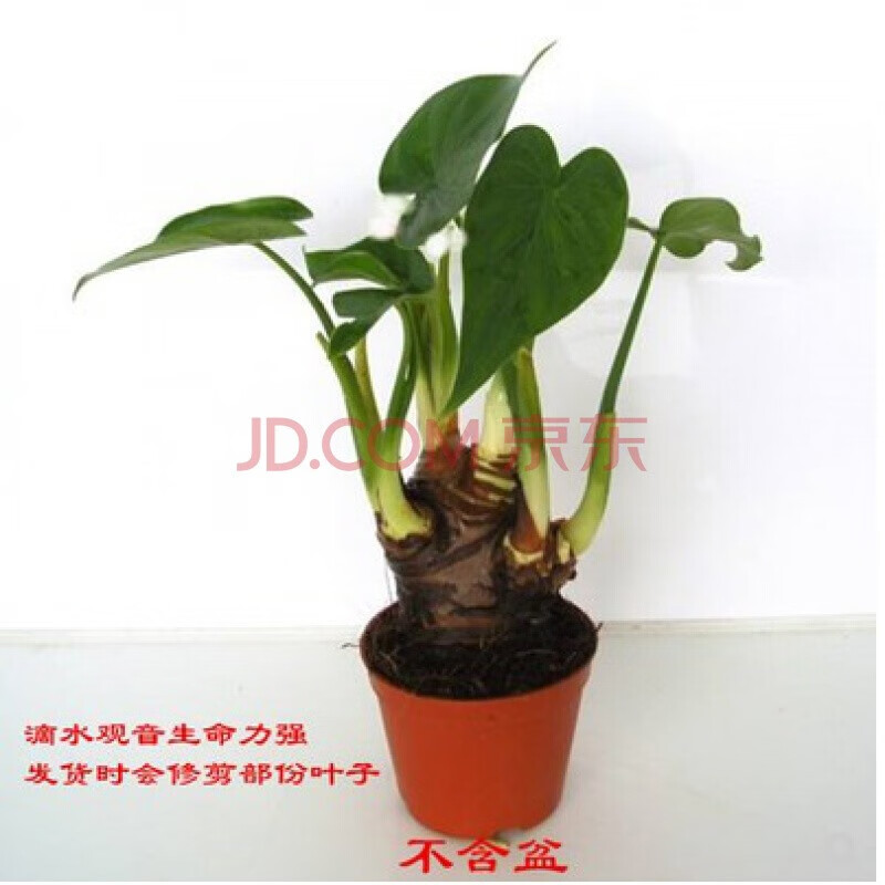 滴水观音盆栽大海芋大小滴水观音 水培绿植花卉室内观叶植物盆景 新家