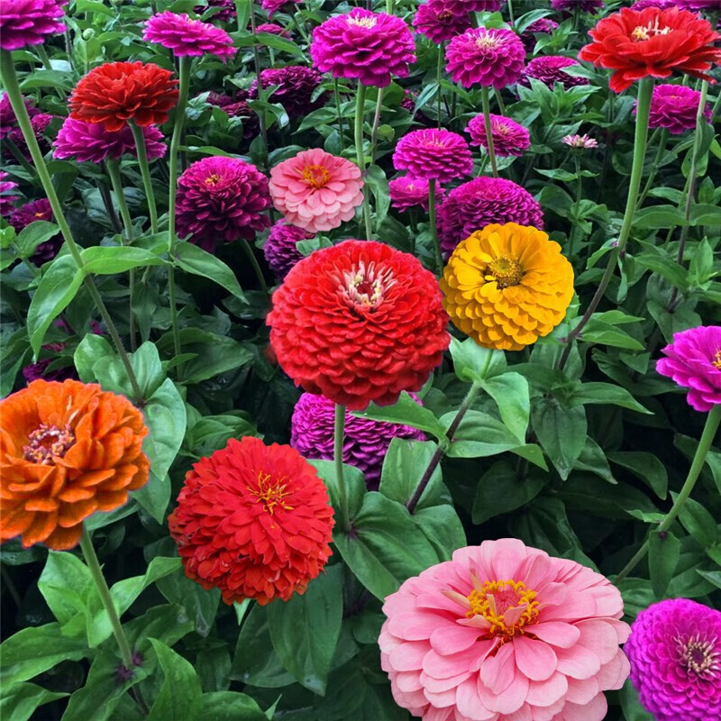 蝶沾花四季易種活花籽百日草花種子室外耐熱旱花籽庭院陽臺(tái)花草花卉種子 百日草 橙色 半斤