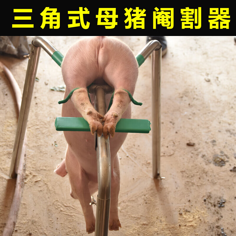 阉割器小猪阉割架子阉猪台仔猪阉割架养猪场设备 加厚包胶三角阉猪架