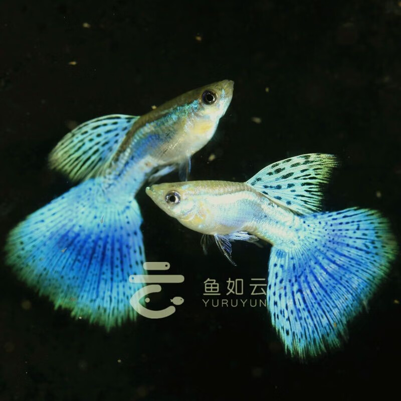 鱼如云精品大背兰草尾硬骨蓝草尾纯种孔雀鱼细喷观赏鱼小鱼活体热带鱼 精品兰草一对