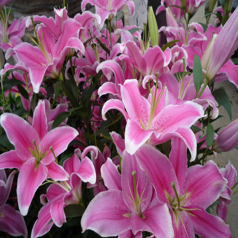 百合花 相关京东优惠商品排行榜 价格图片品牌优惠券 虎窝购 百合花 相关京东优惠商品排行榜 价格图片品牌优惠券 虎窝购