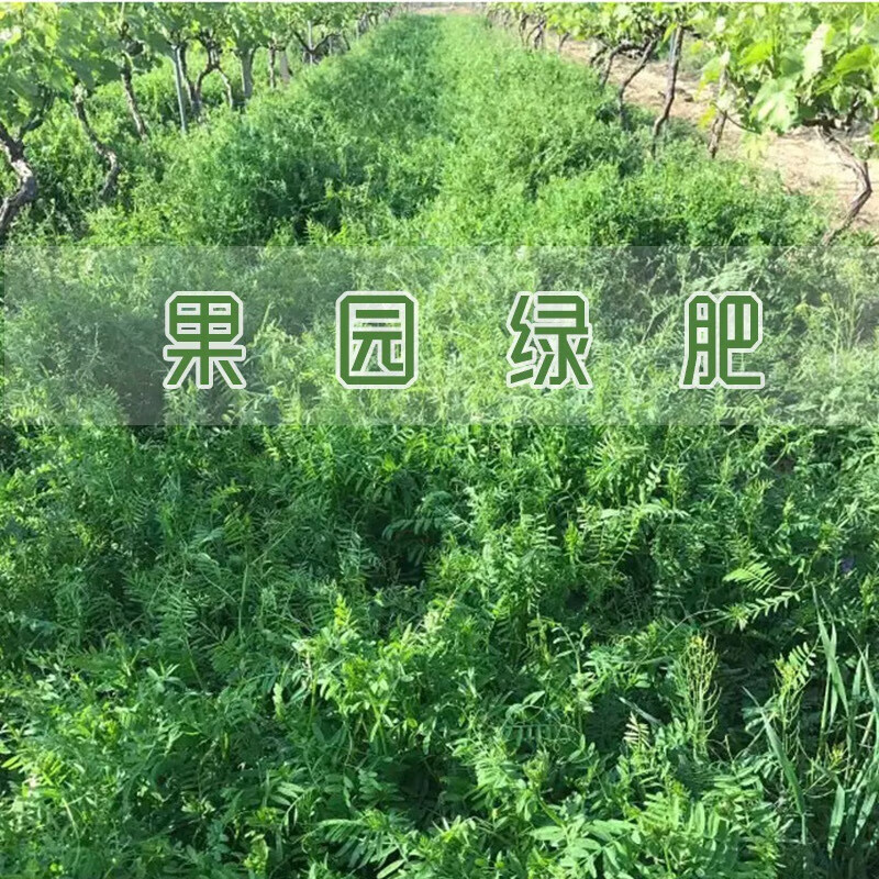 傲霜枝光叶紫花苕种籽苕子种子毛苕籽草籽绿肥种籽果园野豌豆牧草草