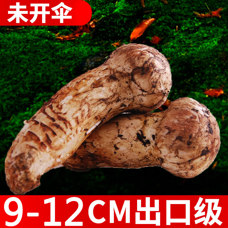 新鲜松茸菌9-12cm迪庆香格里拉云南特产蘑菇500g胜西藏黑松茸 精品不