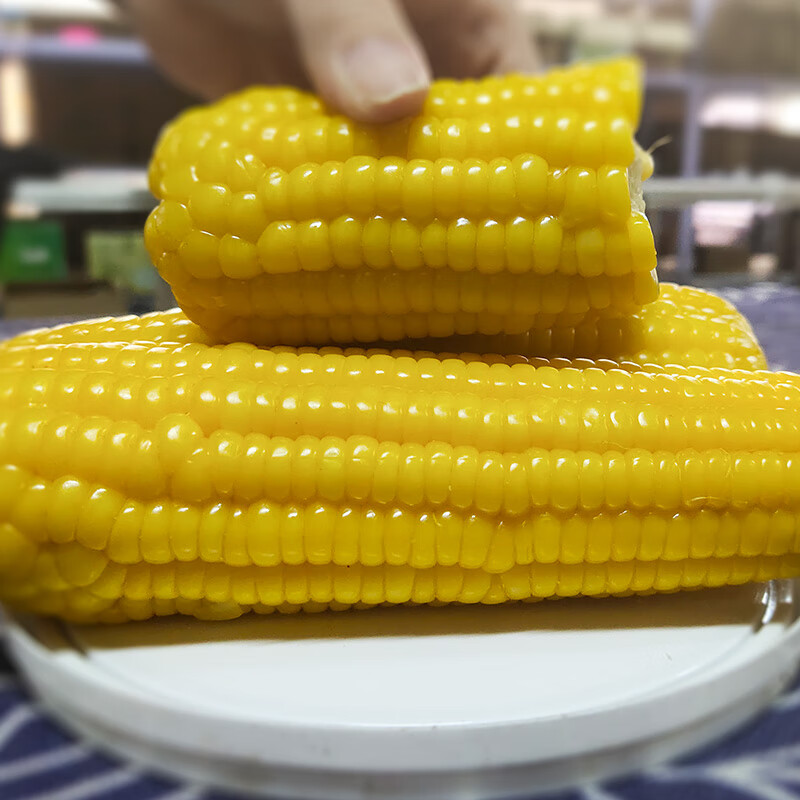 内蒙古新鲜甜糯黄玉米10个装真空包装农家特产