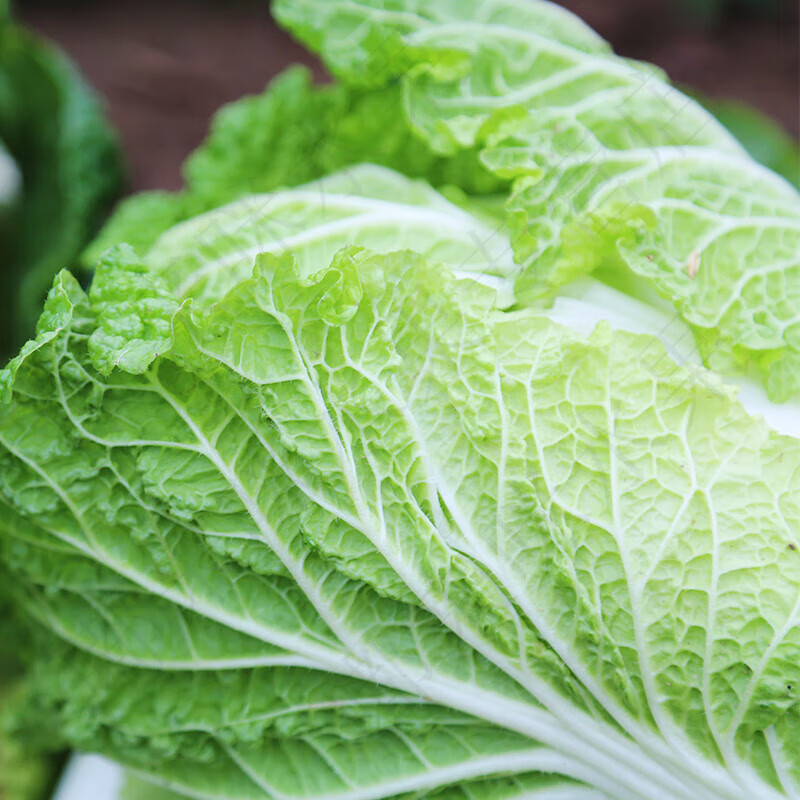 本地自种 三宝白菜 500g 新鲜时令蔬菜 小颗白菜 白菜绿叶类蔬菜 500g