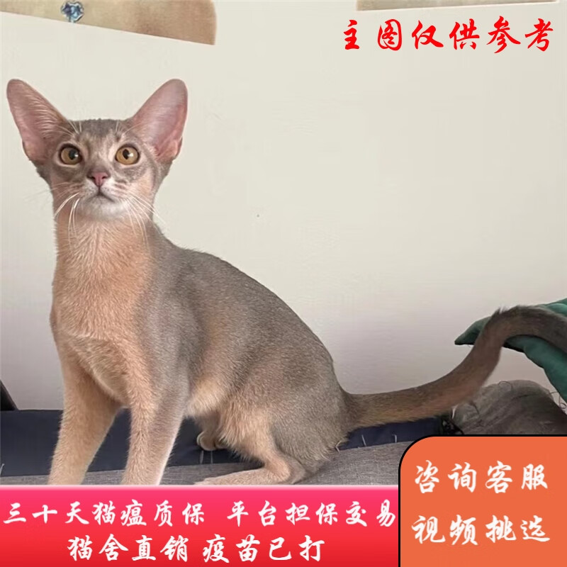 福贝纯享阿比西尼亚猫活体幼猫宠物猫阿比猫咪小鹿色血统猫舍直销保健康血统级公
