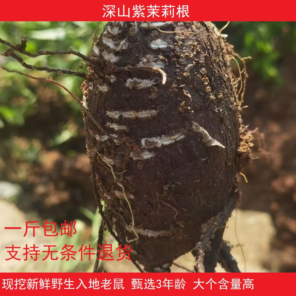 紫茉莉根钻入地老鼠新鲜野生胭脂花头种煲汤 深山新鲜整个12斤(超值装