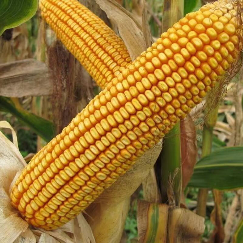 958批发大全大棒白轴抗倒抗旱矮杆苞谷粮饲 国审老品种郑单958玉米种
