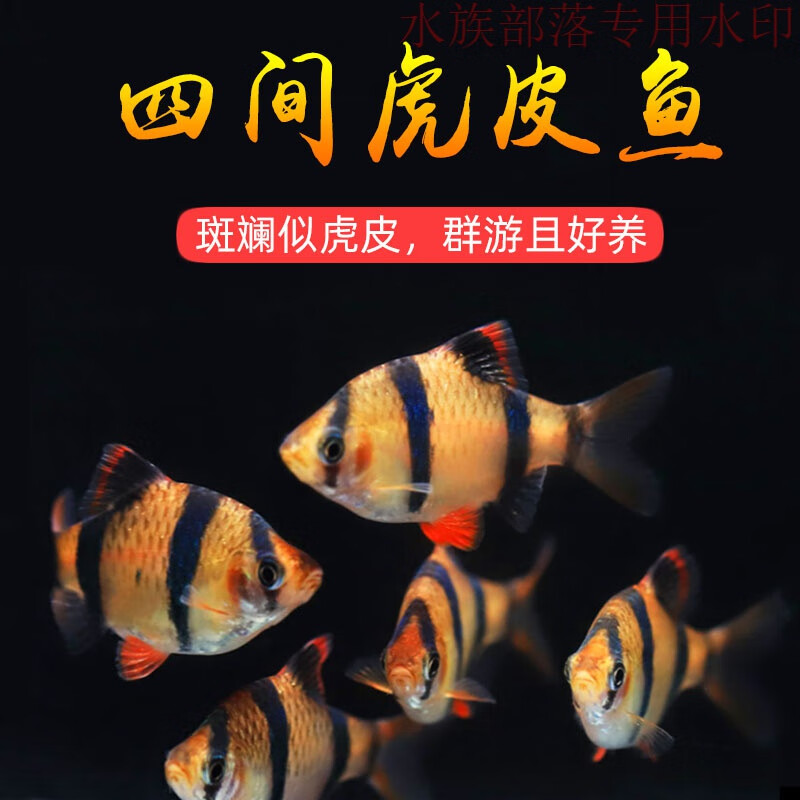 四间虎皮鱼小鱼活热带鱼新手练手观赏鱼小型淡水好养鱼苗群游耐养 小