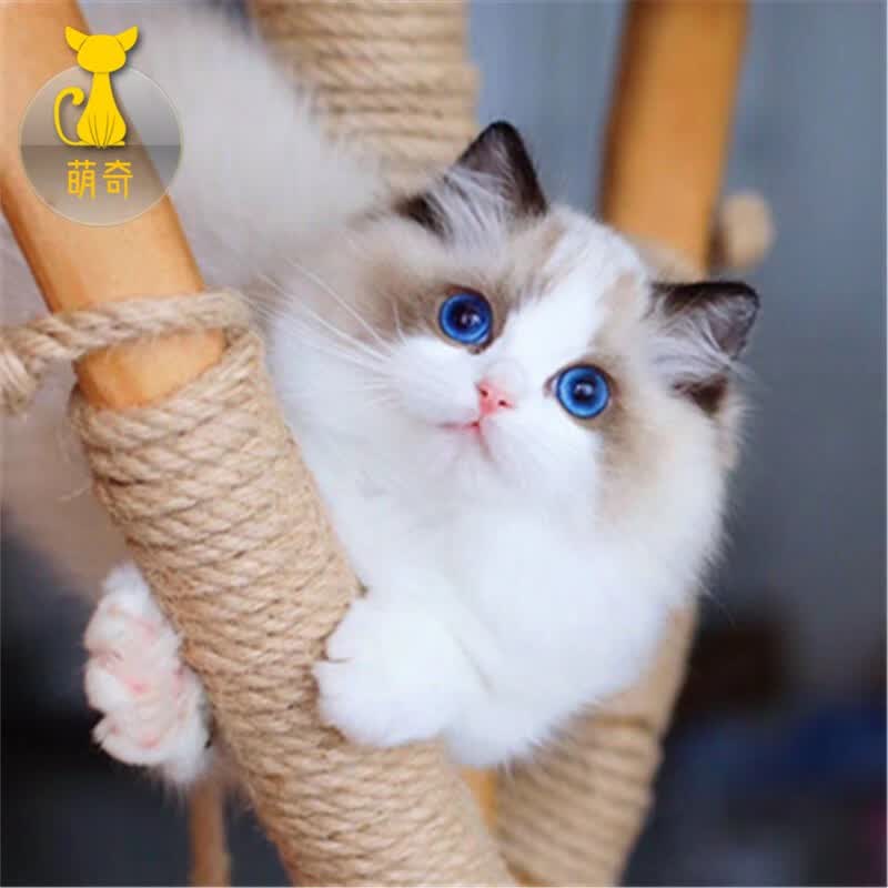 【100天健康保障】纯种布偶猫幼猫活体宠物猫咪活体小猫活物海双布偶猫幼崽重点色波斯系长毛猫蓝眼睛 C-宠物级怎么样,好用不?