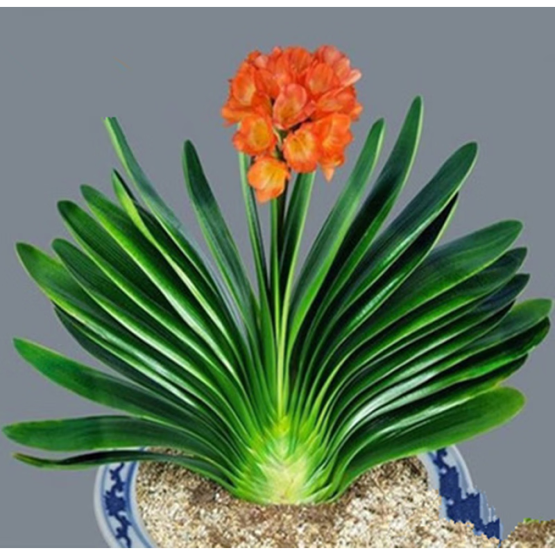 花e流君子兰盆栽带花苞室内植物花卉绿植圆头和尚好养大苗四季开花不