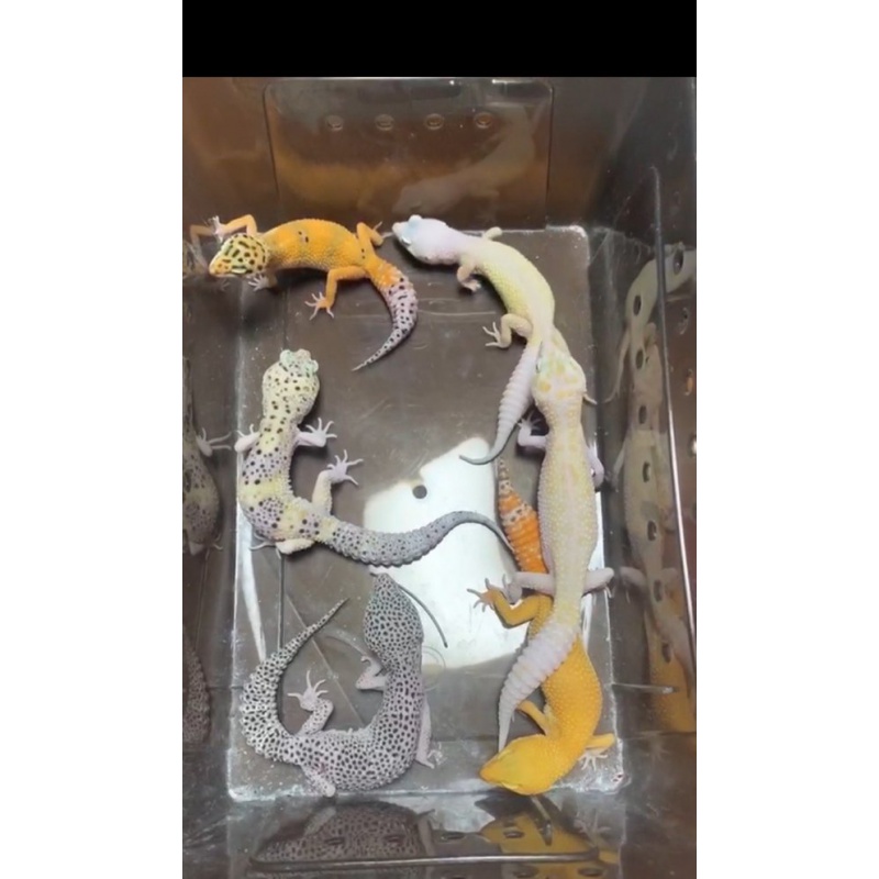 豹纹守宫小蜥蜴活体异宠温顺小可爱入门新手柠檬霜橘子苗爬虫活物