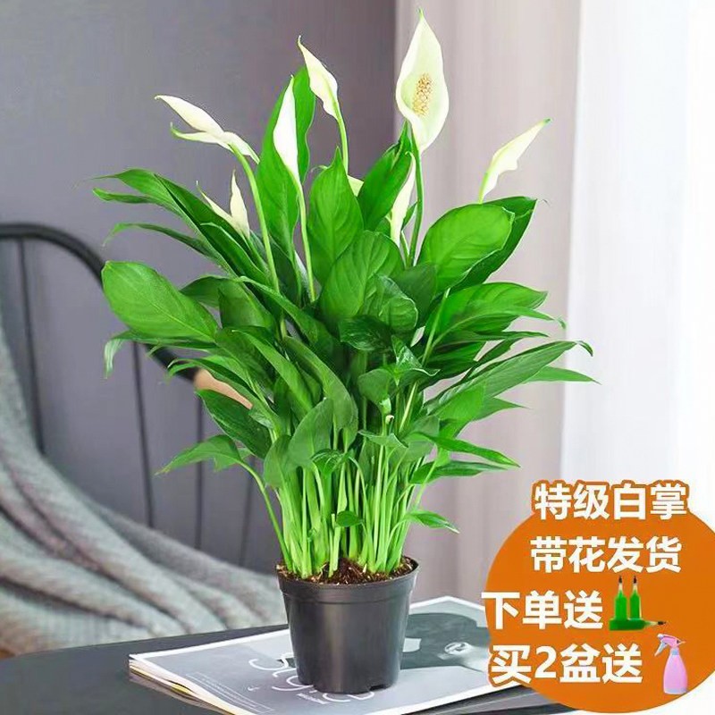 白掌盆栽一帆风顺水培植物办公室内花卉好水养的绿植红掌四季开花润景