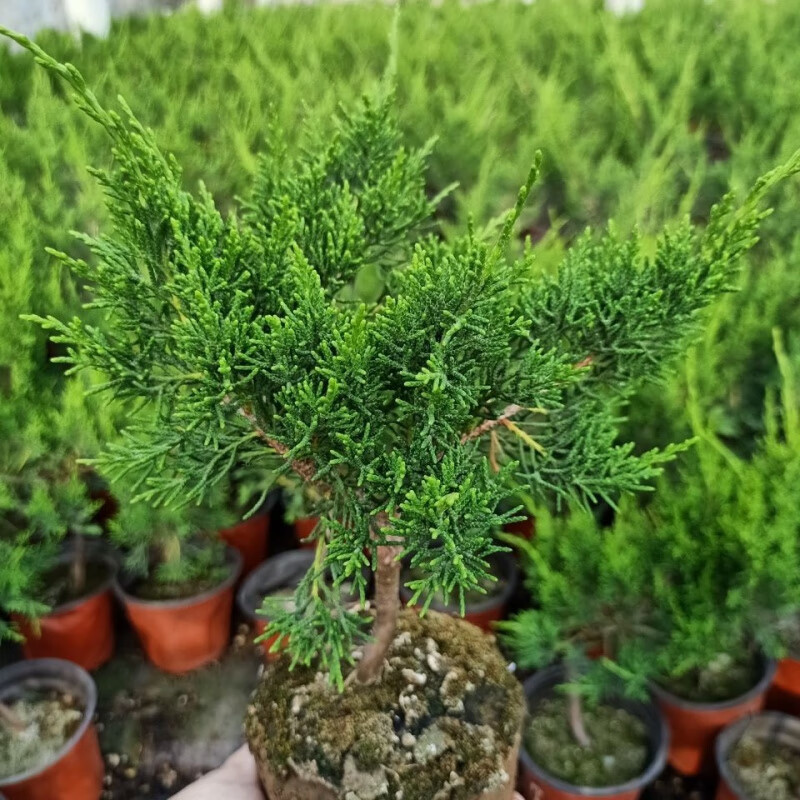 八房米叶系鱼川真柏盆景素材苗造型盆景苗系鱼川真柏树桩树苗 20公分