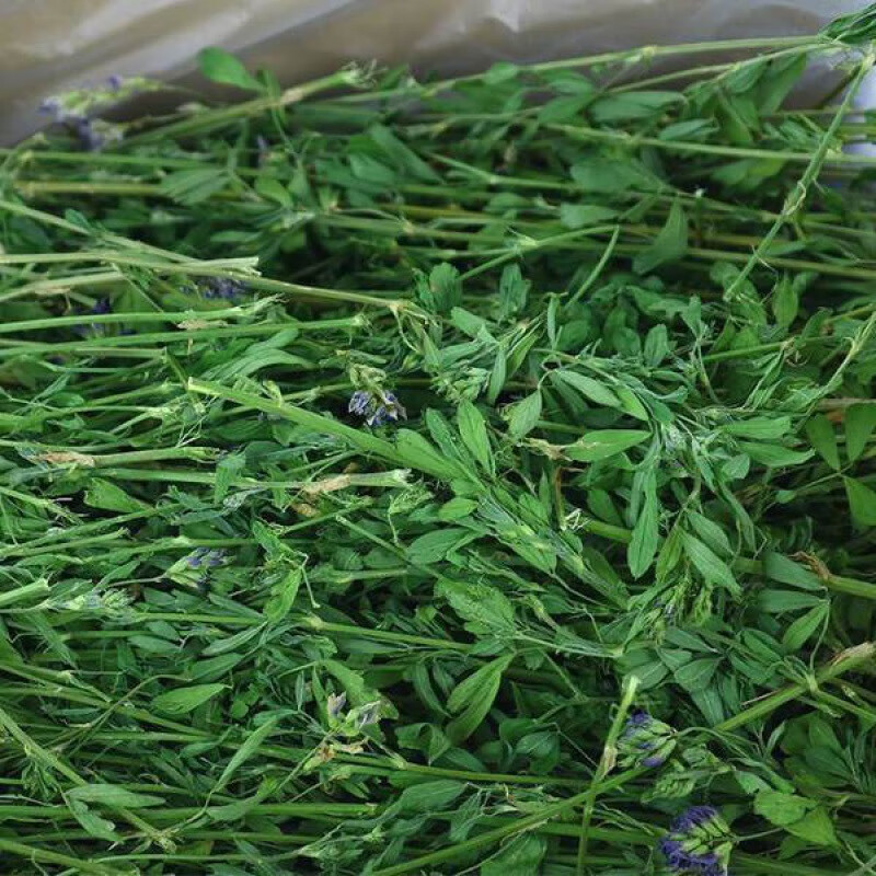 oein23年紫花苜蓿草干草幼兔宠物兔子龙猫荷兰猪牧草饲料苜宿草 21年