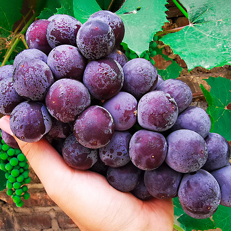 巨峰葡萄北镇整串辽峰大葡萄孕妇新鲜水果特产 2斤