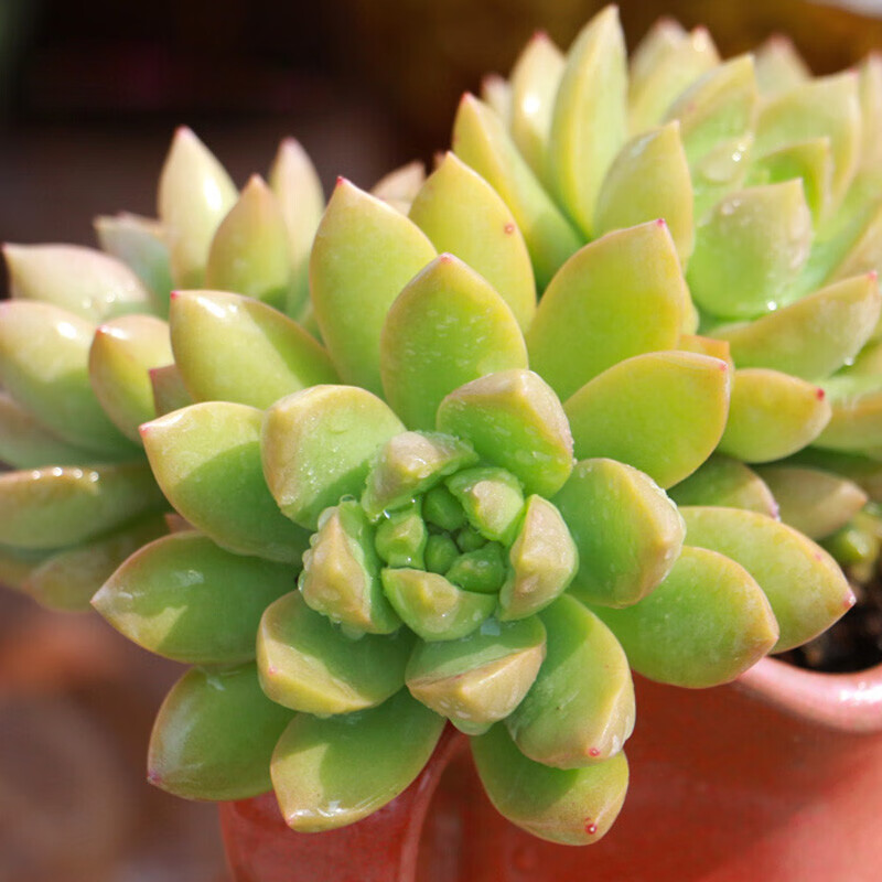 倾颜 多肉 多肉植物 室内盆栽绿植花卉组合办公室多肉组合植物 黄丽一