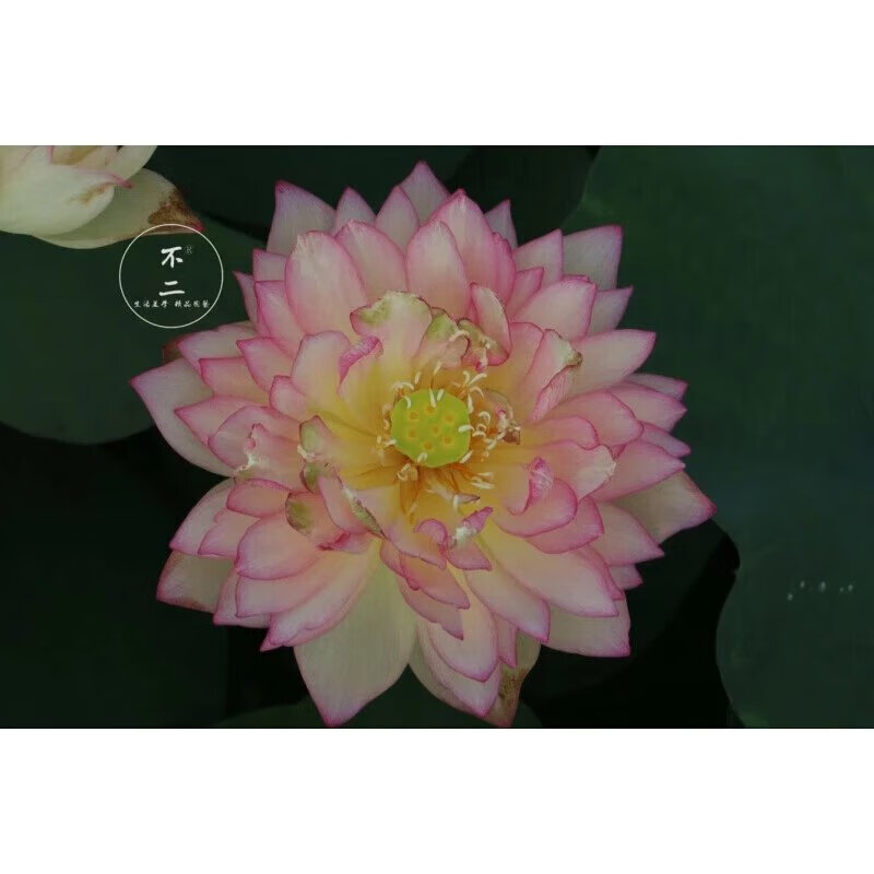 辉客映上碗莲成品苗雨花情中型夏季包开花对版 种藕或成品苗