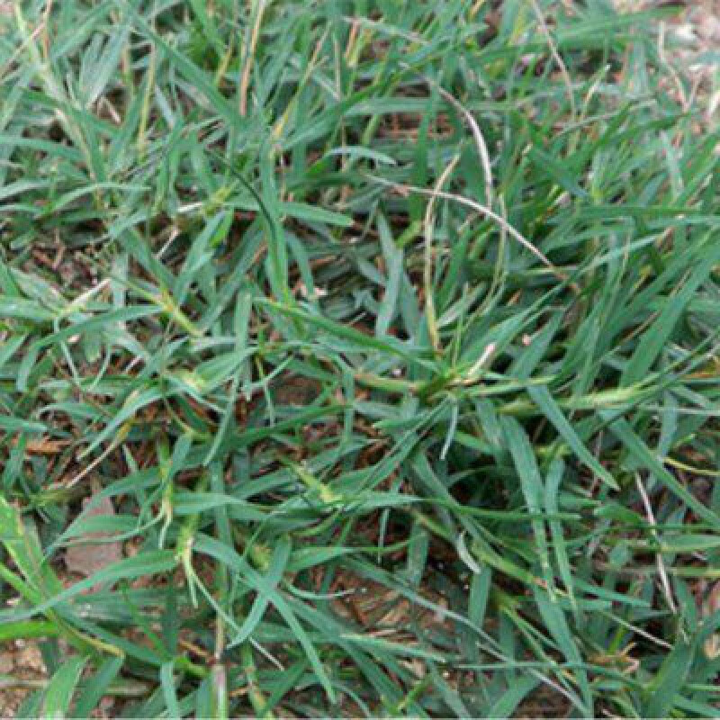 萌蕴(mengyun) 巴根草种子  护坡草籽 爬地草 绊根草 护坡种子防水土