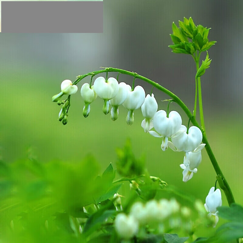 健荷包牡丹花苗盆栽植物耐寒草本带芽菏泽牡丹芍药小苗基地庭院种植