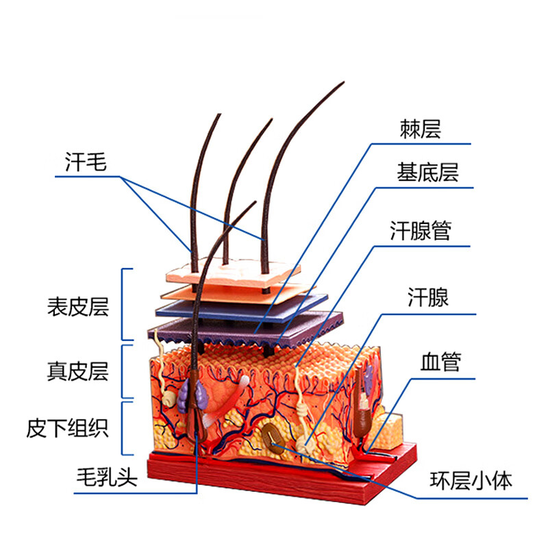 毛囊结构皮肤模型 4d master人体皮肤模型毛囊结构组拼装模型美容医院