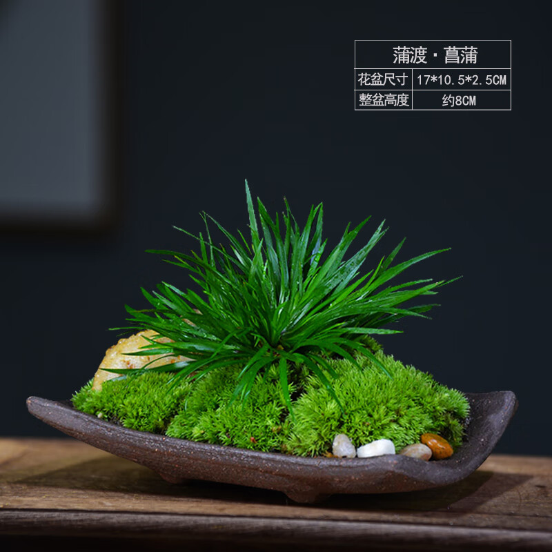 菖蒲草盆景金钱锦菖蒲盆栽室内绿植物苔藓微景观桌面客厅书房好养 蒲渡江南 蒲渡紫砂金钱菖蒲带盆栽好 虎窝购
